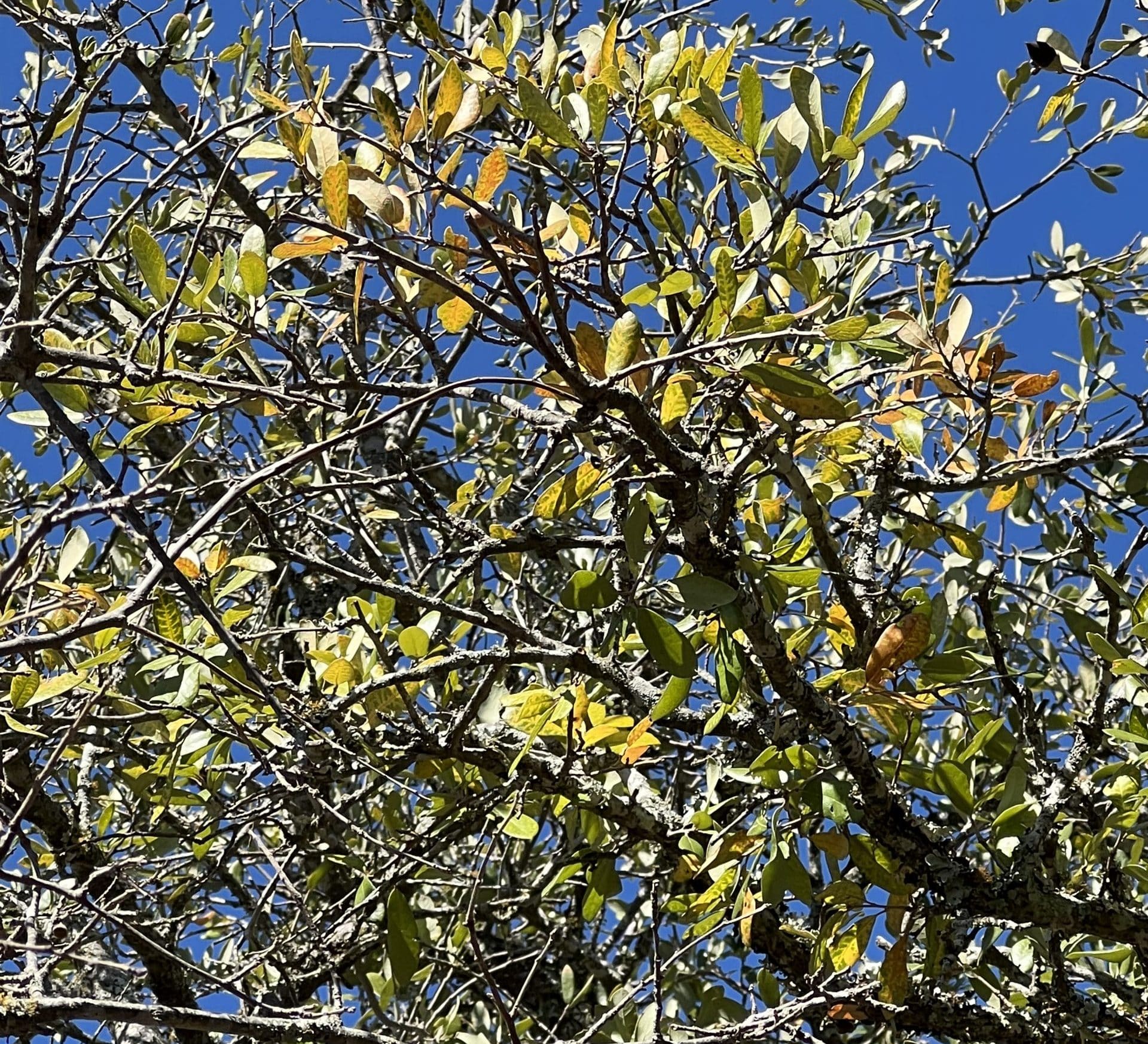 This Mott is infected with Oak Wilt in the Fall of 2022