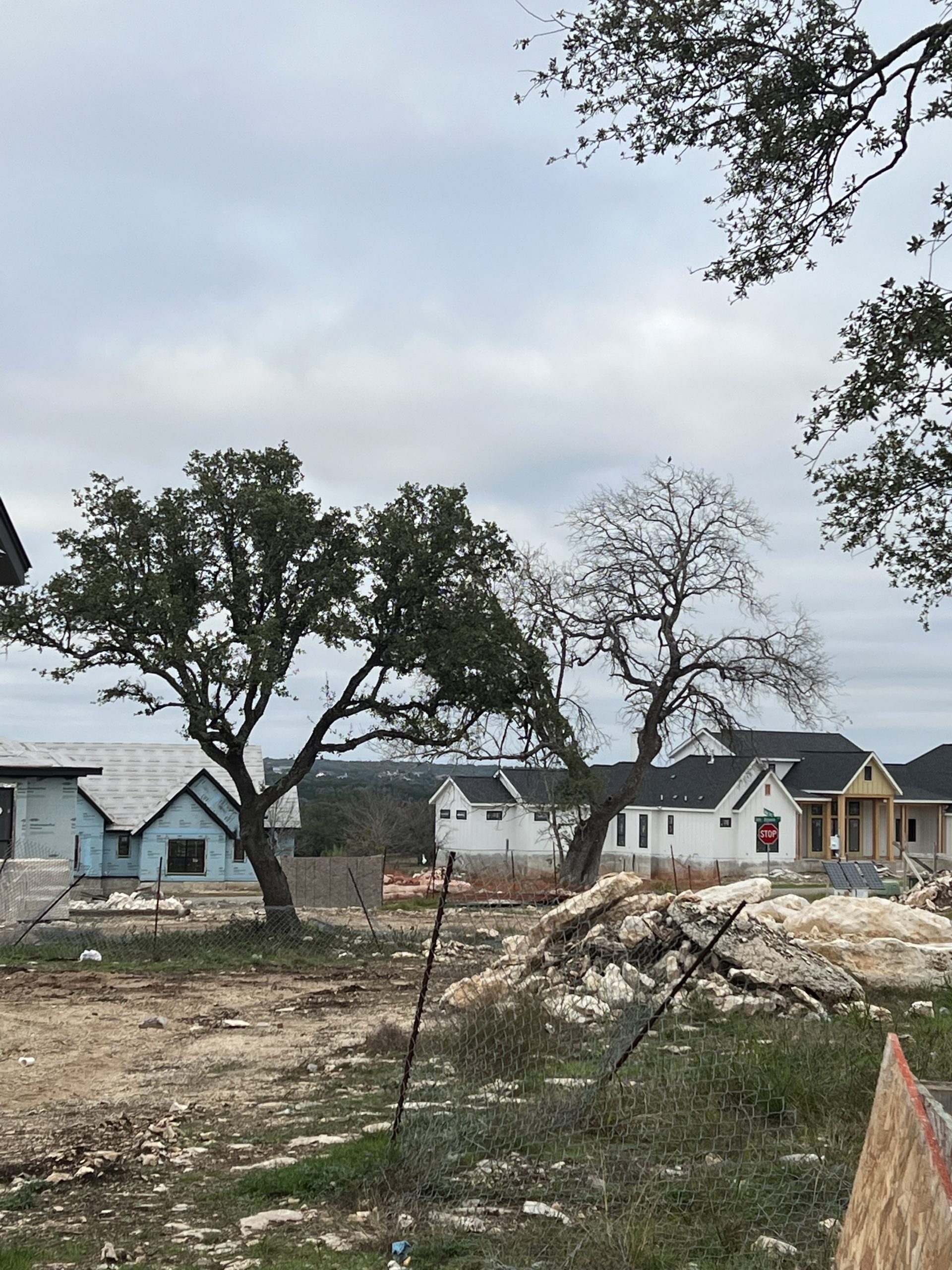 This is the difference. The Tree on the left was cared for from the start of construction, the one on the right was not.