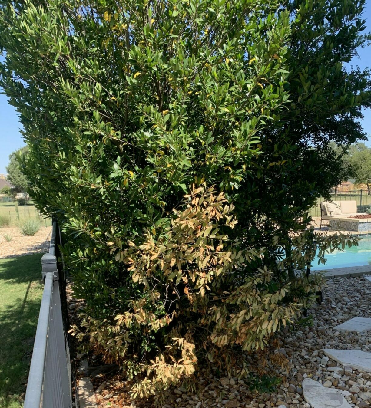 This Mott is infected with Oak Wilt in the Fall of 2022